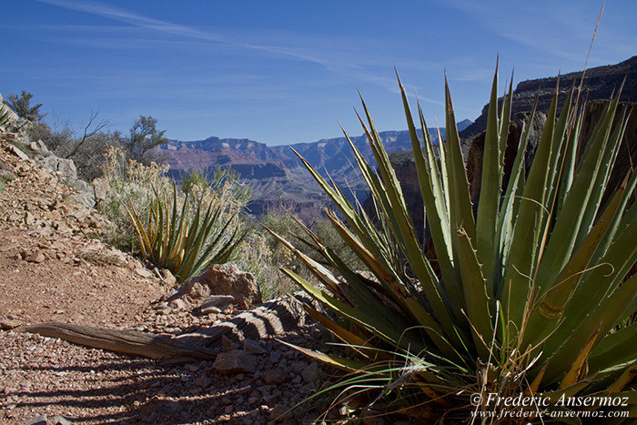 Grand canyon 0644