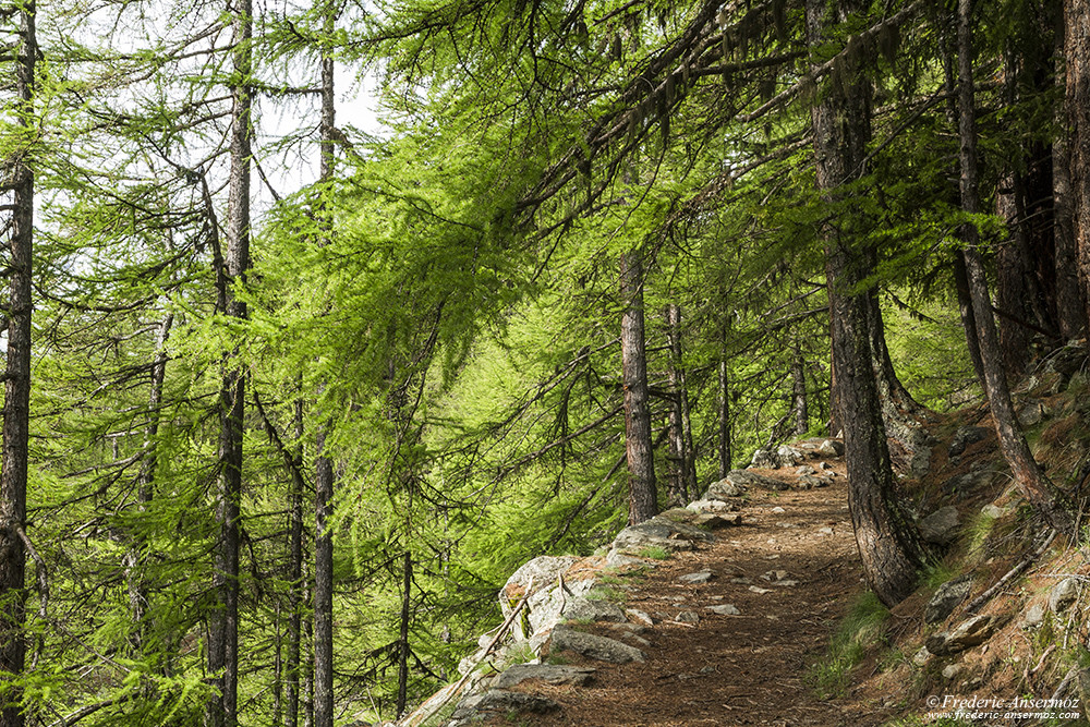 Sentier de Valnontey au refuge Vittorio Sella