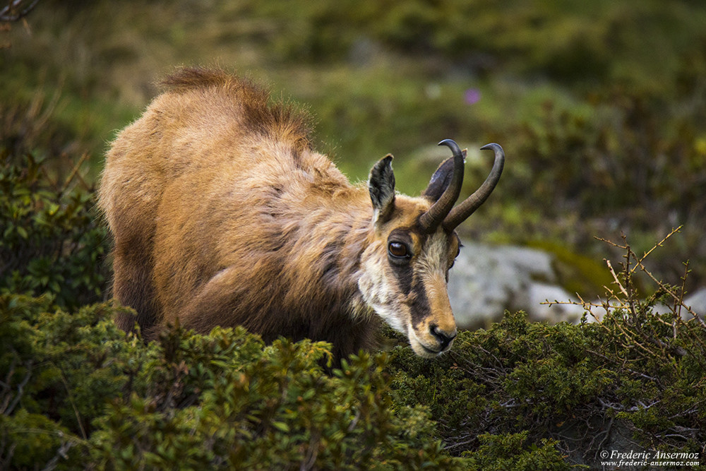 Chamois of Gran Paradiso national park, Italy