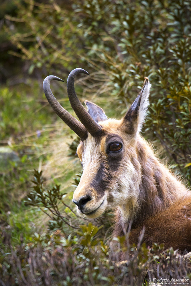 Portrait de chamois, faune du Grand Paradis