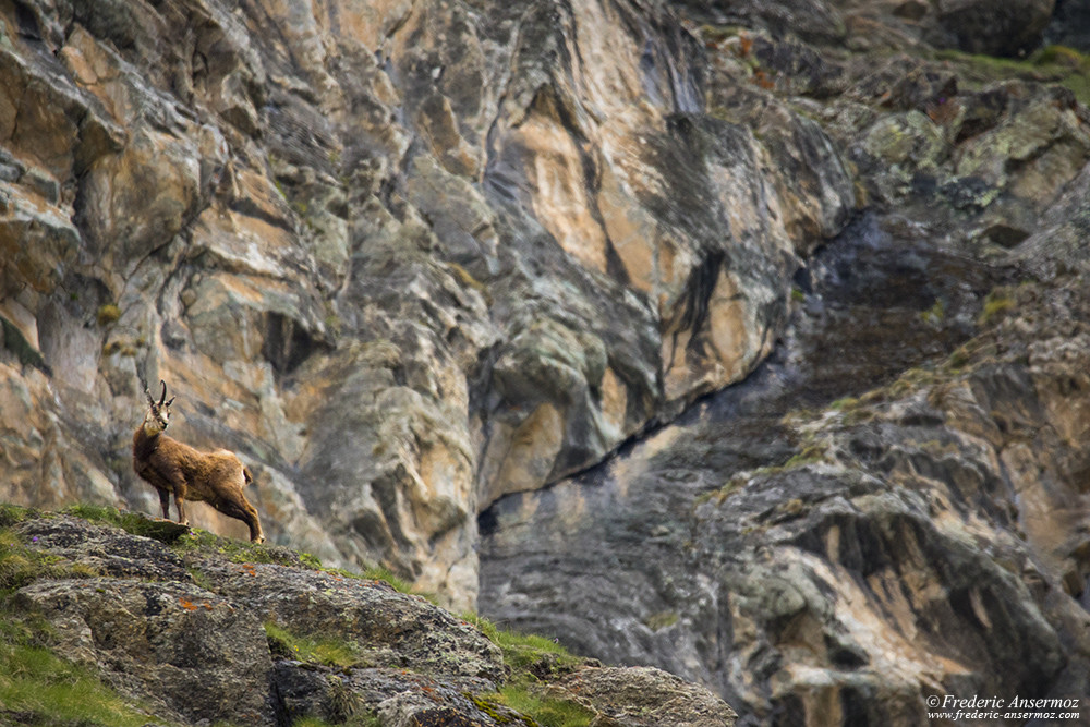 Chamois, version licorne