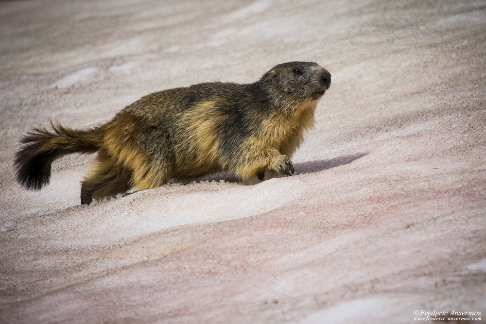 Marmotte marche sur la neige