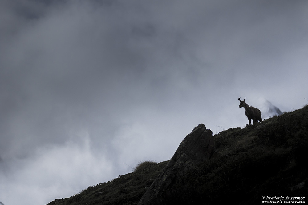 Chamois on the heights, Gran Paradiso park