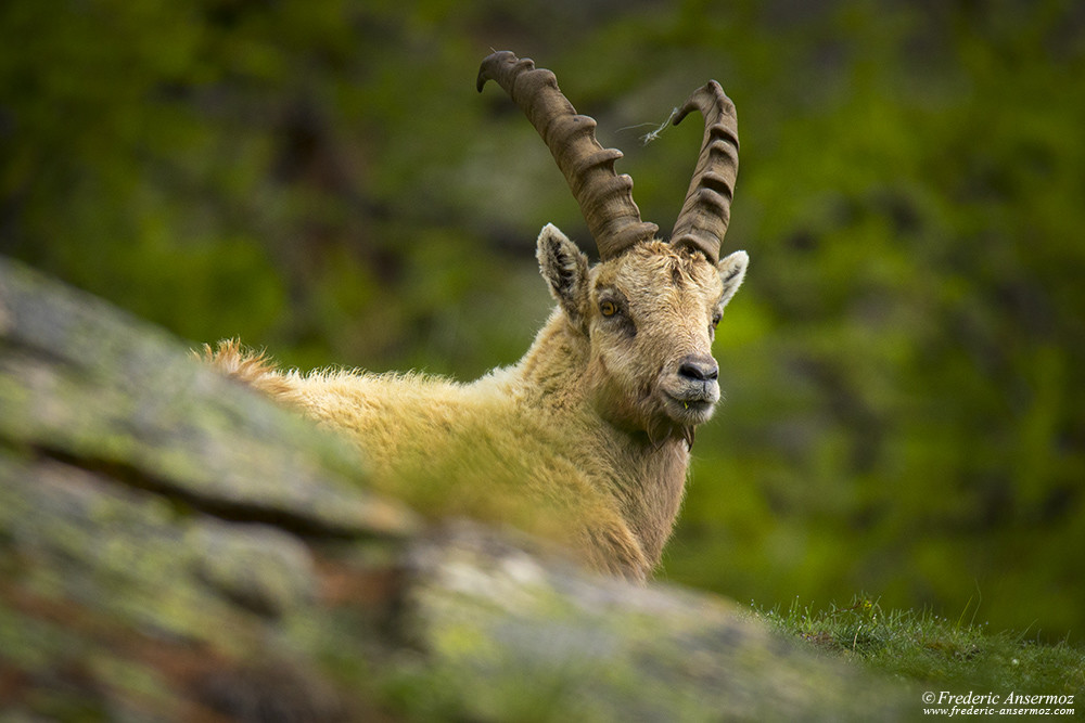 Bouquetin du Grand Paradis, parc national, Italie