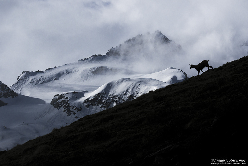 Chamois silhouette on mountain ridge, snow capped mountains