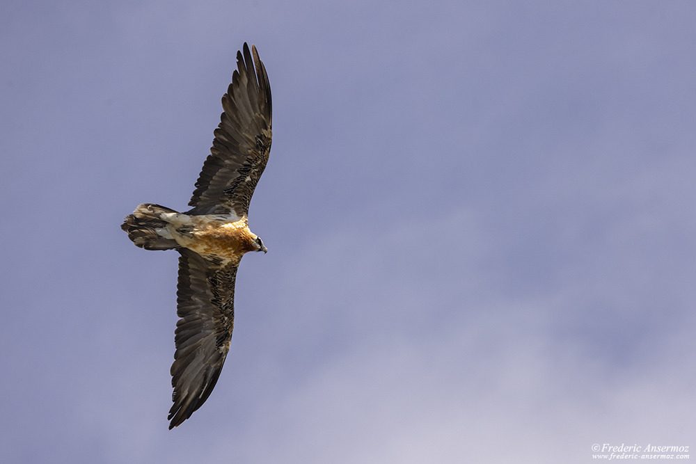 Gypaète barbu dans les airs, vu d'en dessous
