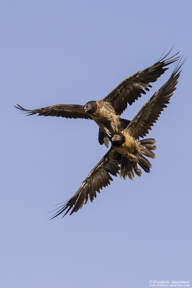 Deux gypaètes barbus juvéniles jouent dans les airs