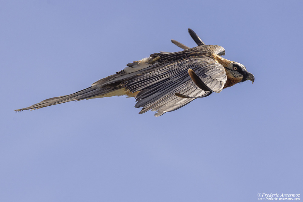 Gypaète barbu en vol lors d'un passage à proximité
