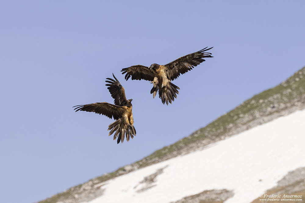 Gypaètes barbus au dessus des montagnes suisses enneigées