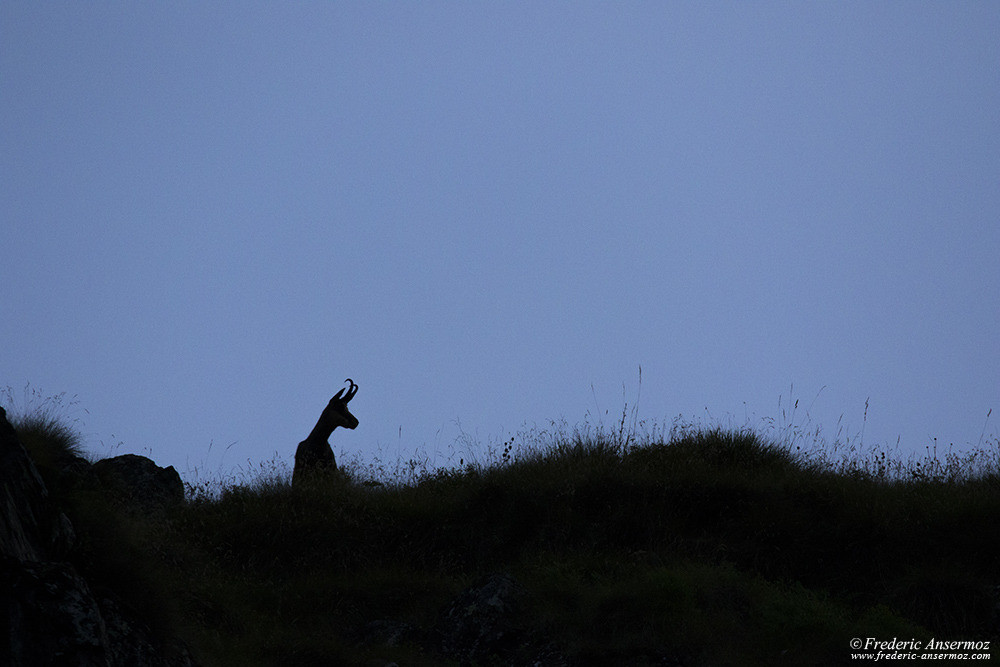 Chamois silhouette on mountain ridge