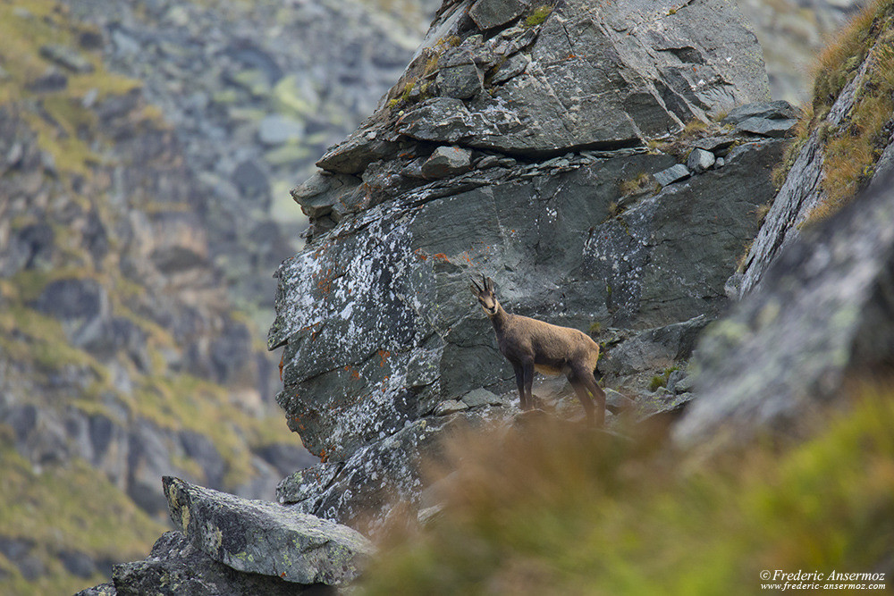 Chamois in Haut Val de Bagnes, Swiss Wildlife