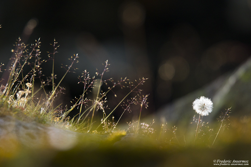 Ray on light on a dandelion in the mountains