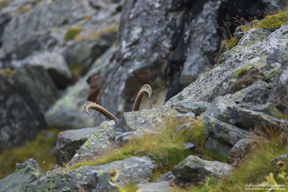 Ibex horns behind rocks, watching WIldlife