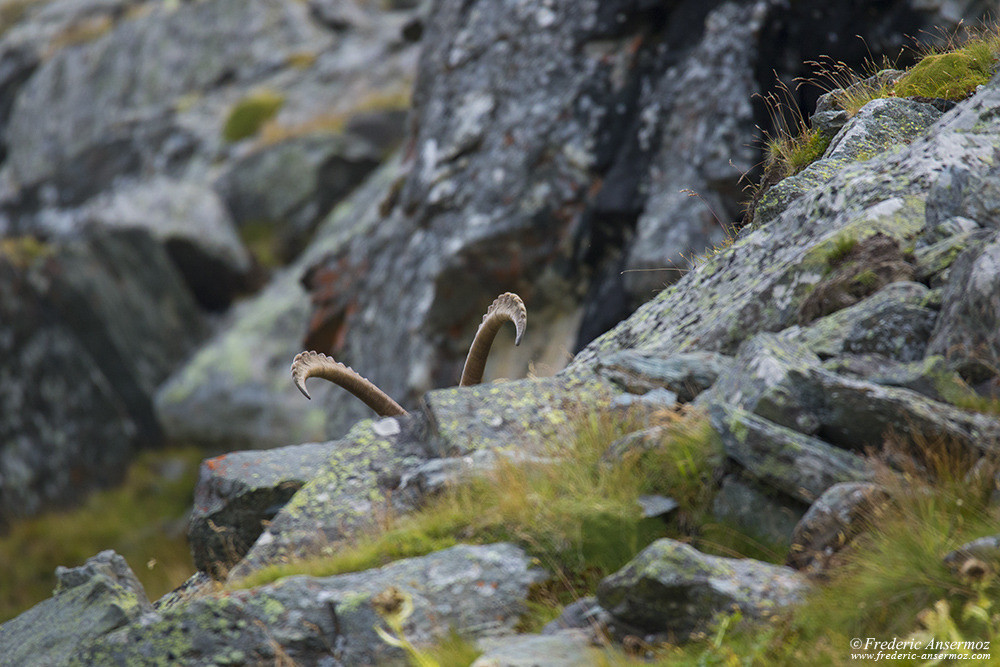 Cornes de bouquetin derrière un rocher, observer la faune