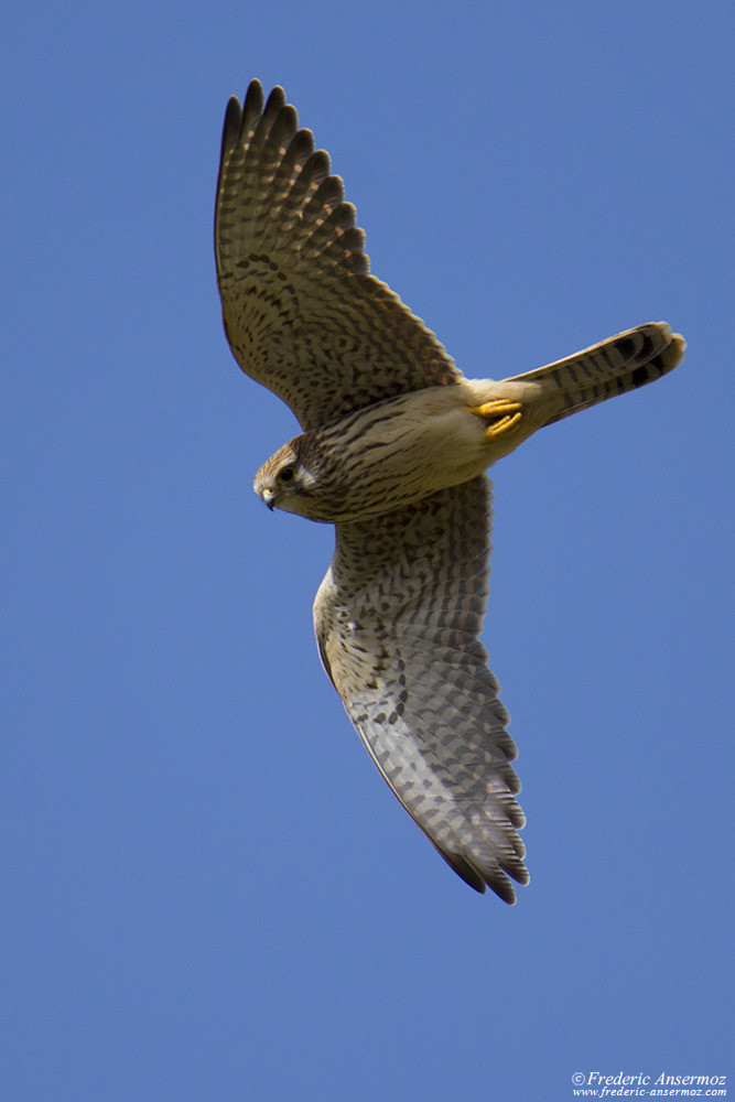 Common kestrel in flight