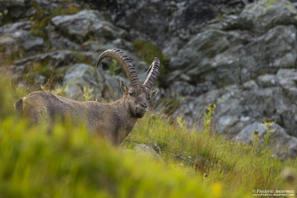 Ibex, reintroduced in Bagnes from 1926