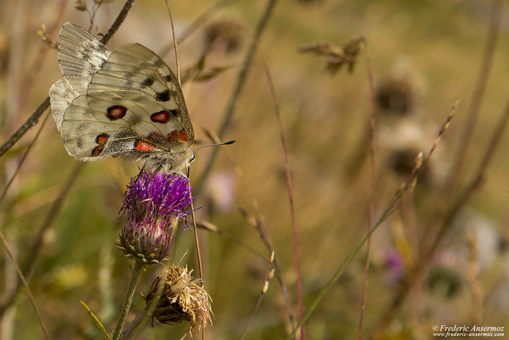 L'Apollon (Parnassius apollo), papillon des montagnes