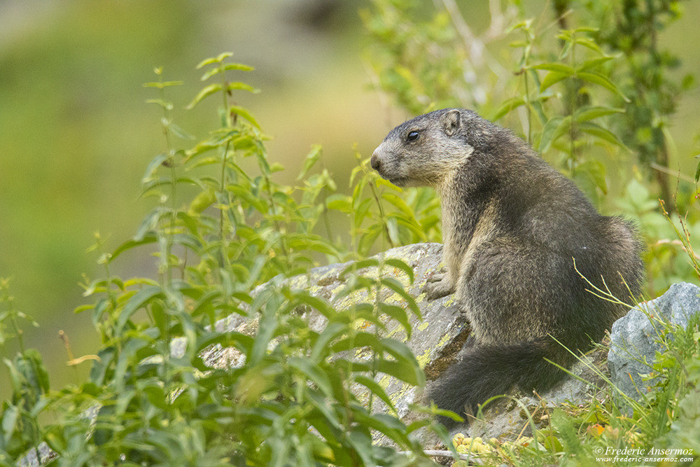 Marmotte dans le Haut Val de Bagnes