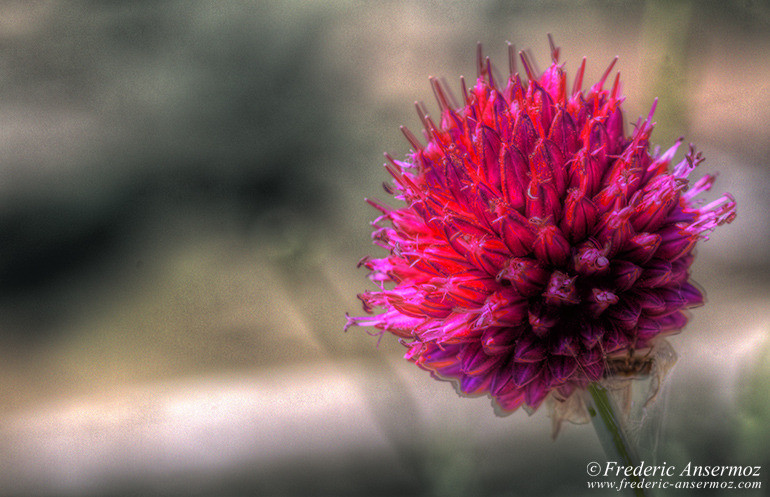 Thistle hdr Thistle hdr