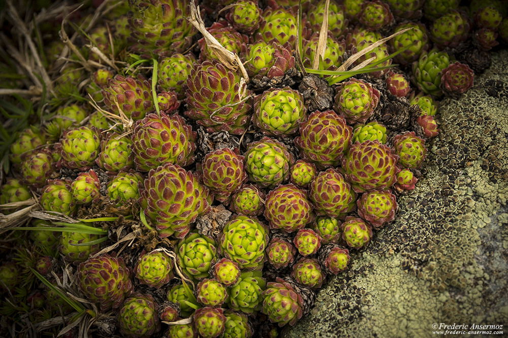 Joubarbe des montagnes, Sempervivum montanum, flore des alpes