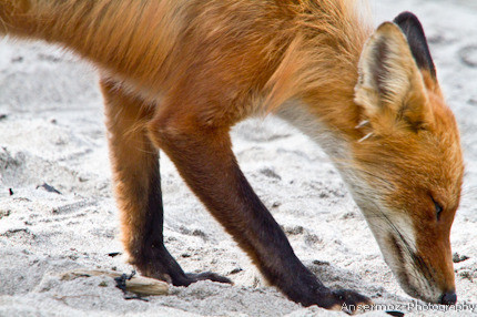 Red fox on sand in Du Bic Park in Quebec