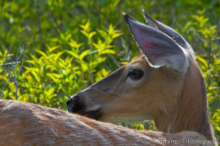 Deer