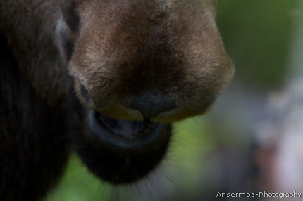 Moose Mouth