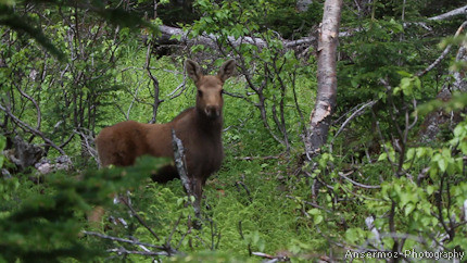 Baby Moose 1