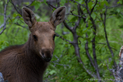 Baby Moose 2