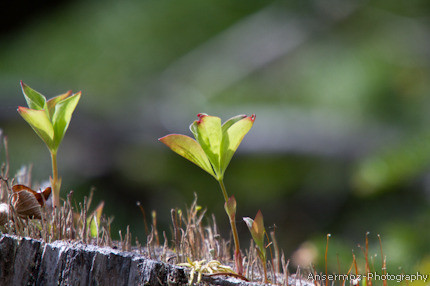 Leaves 2