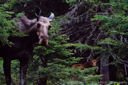 Moose cow and moose cub in Matane Wildlife reserve