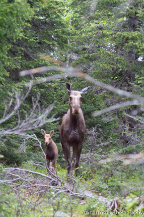 Moose cow and baby in forest in Quebec