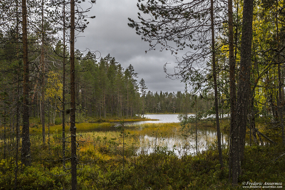 Lake border in Hossa National Park, Finland