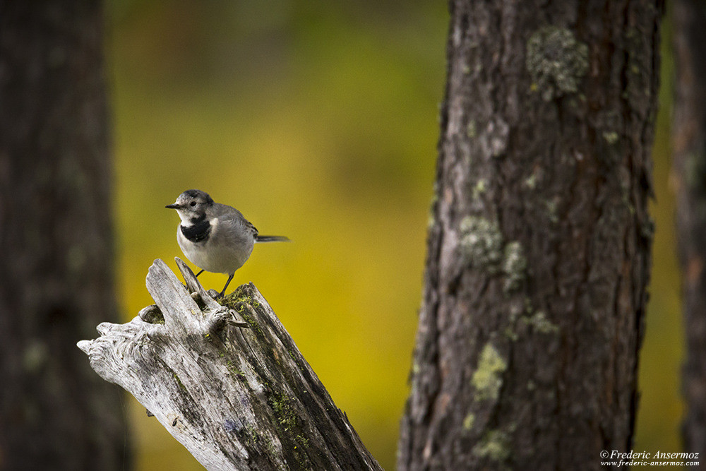 Bergeronnette grise (Motacilla alba), Hochequeue gris, oiseau de Finlande