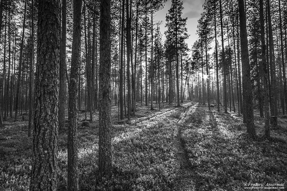 Pine forest on Kokalmuksen Kierros, Hossa Park