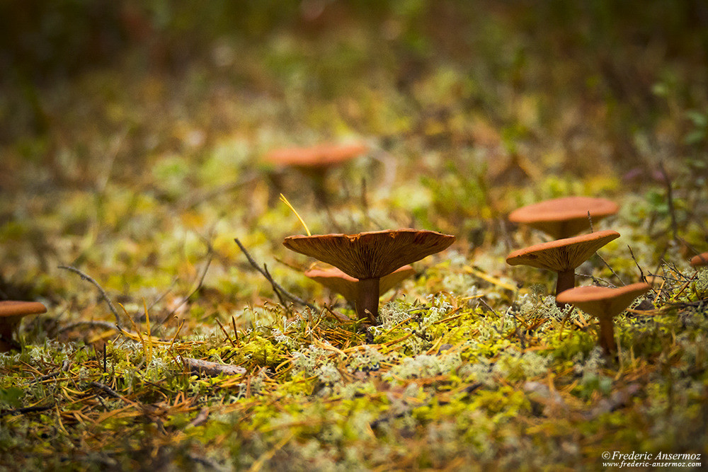 Champignons sur mousse, flore de FInlande