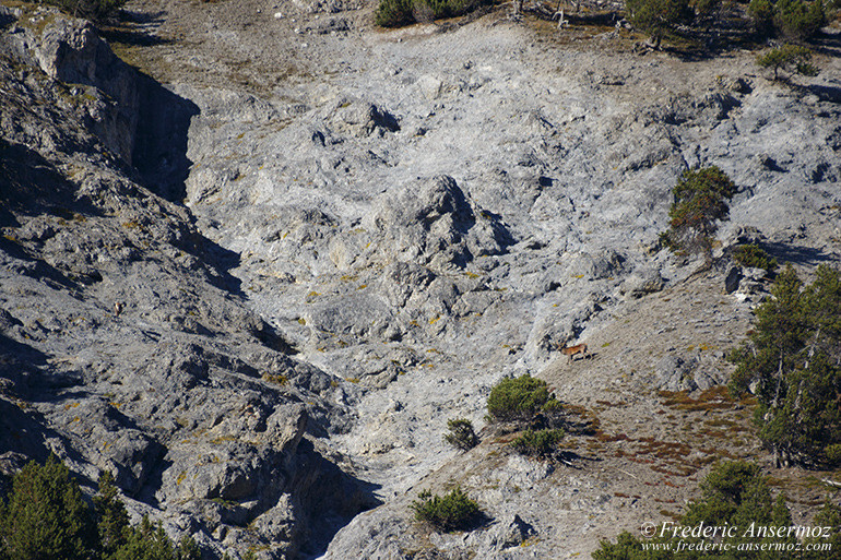 Zernez il fuorn 02