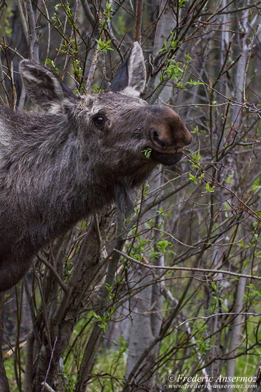 Kananaskis country 32