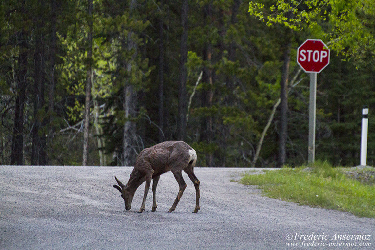 Kananaskis country 33