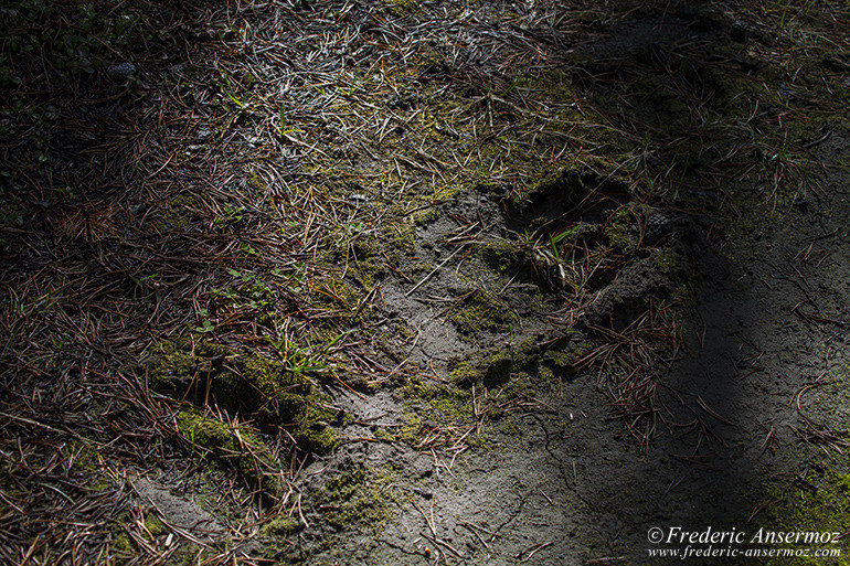 Kananaskis country 38