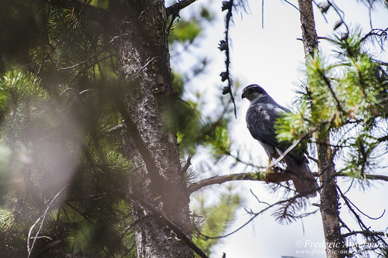 Kananaskis country 40