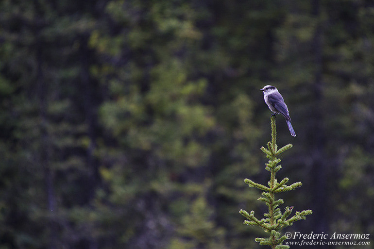 Kananaskis country 41