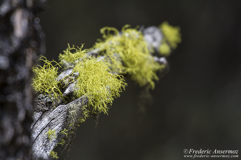 Kananaskis country 42