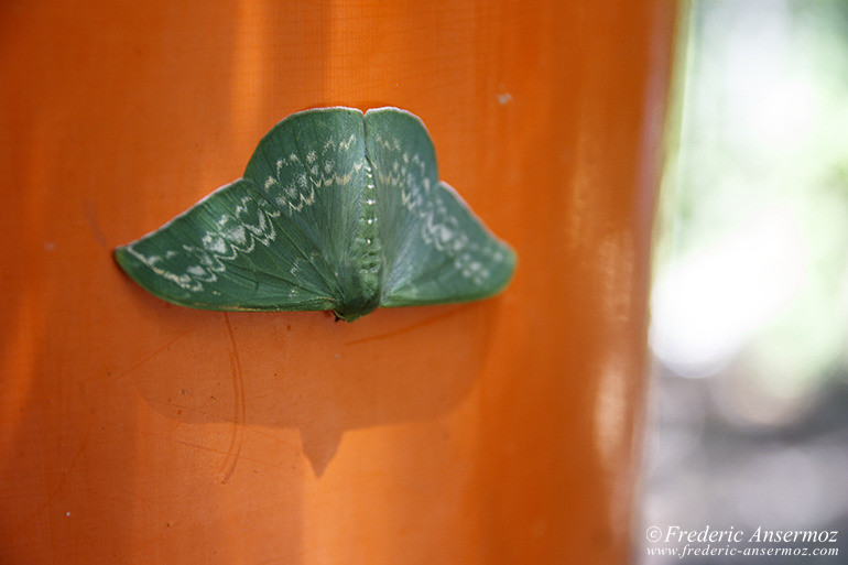 Fushimi inari 12