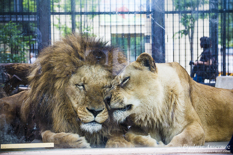 Kyoto zoo 01