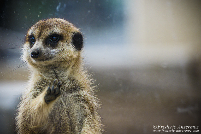 Kyoto zoo 02