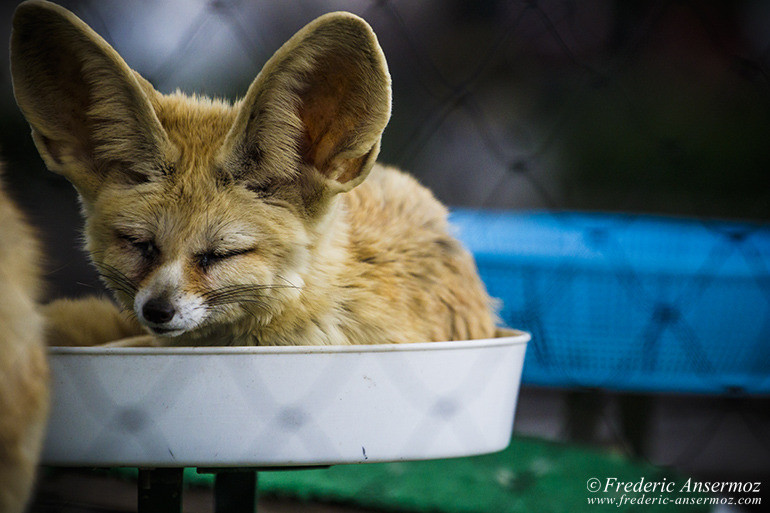 Kyoto zoo 03