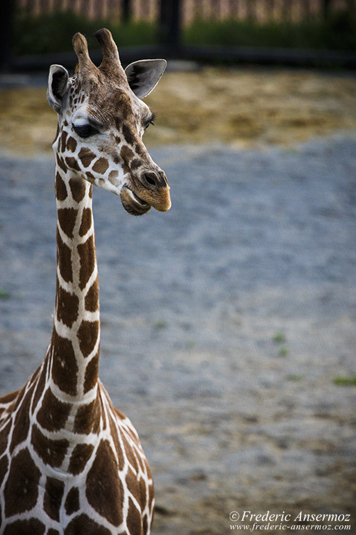 Kyoto zoo 04