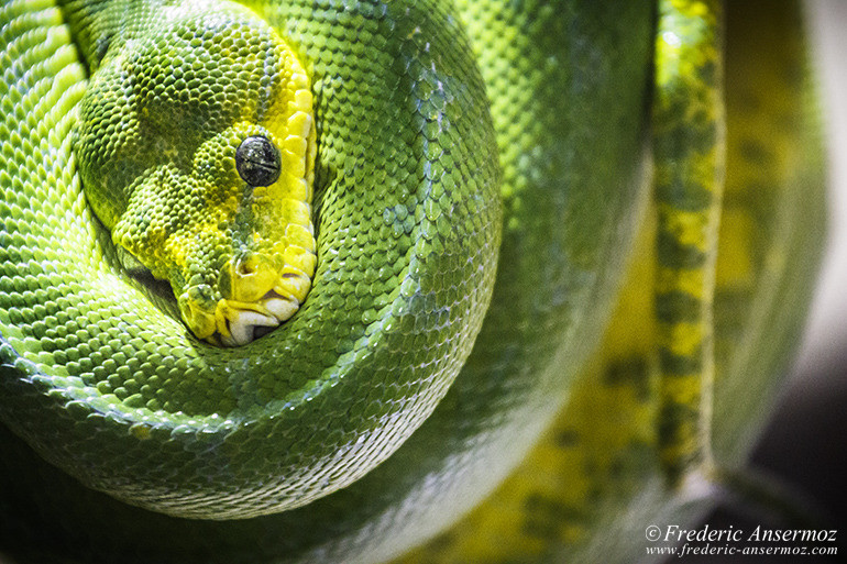 Kyoto zoo 05