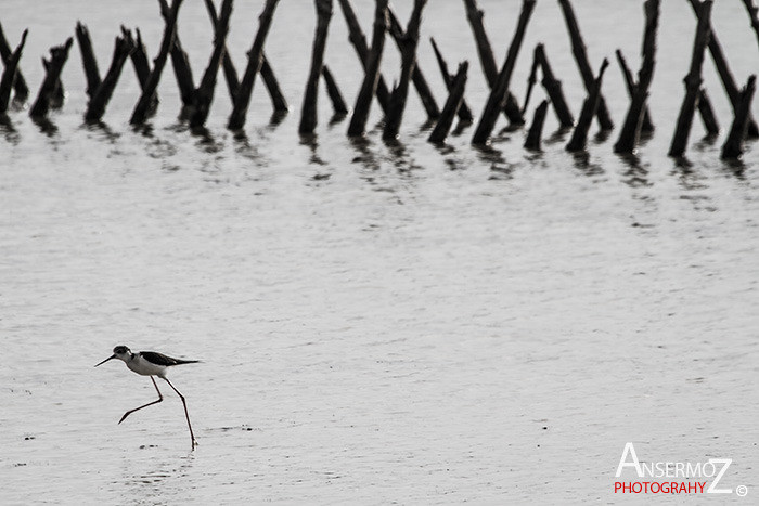 Salins frontignan 012